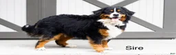 Bernese Mountain Dog dogs for sale: Renee - Ad 3