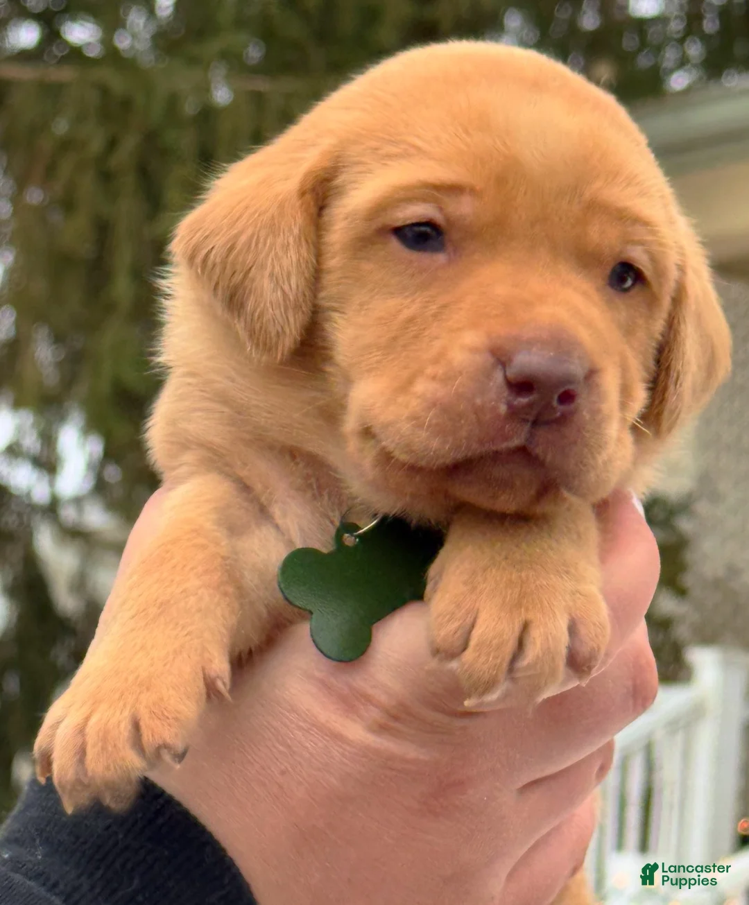 Lakeland Terrier dogs for sale: Labrador retriever - Ad 18