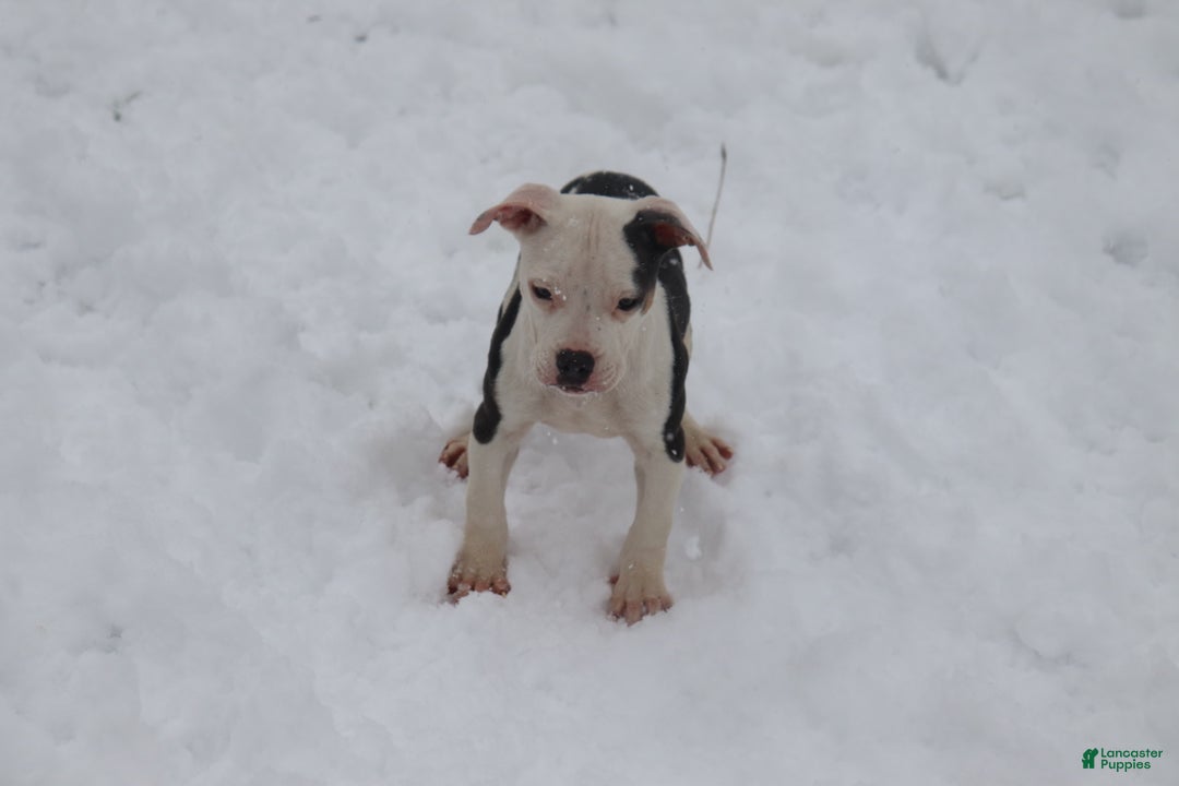 American Bully dogs for sale: Riley - Ad 3