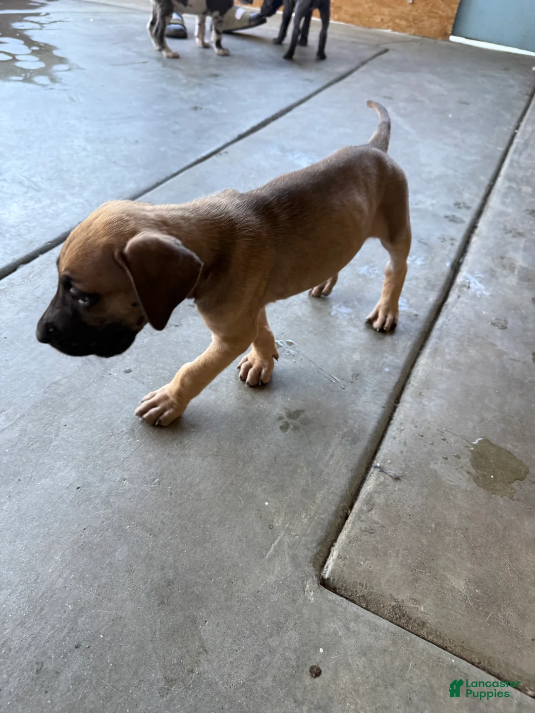 Great Dane dogs for sale: Scooby - Ad 2