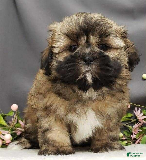 Shih Tzu dogs Sunny - Ad 27