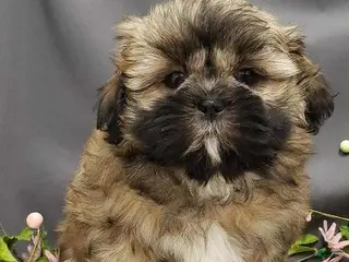 Shih Tzu dogs Sunny - Ad 27