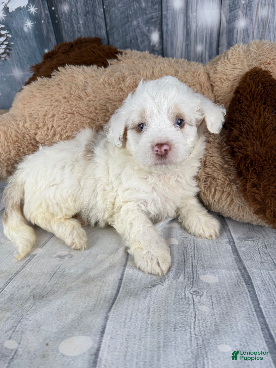 Aussiedoodle dogs for sale: Hosea - Ad 3