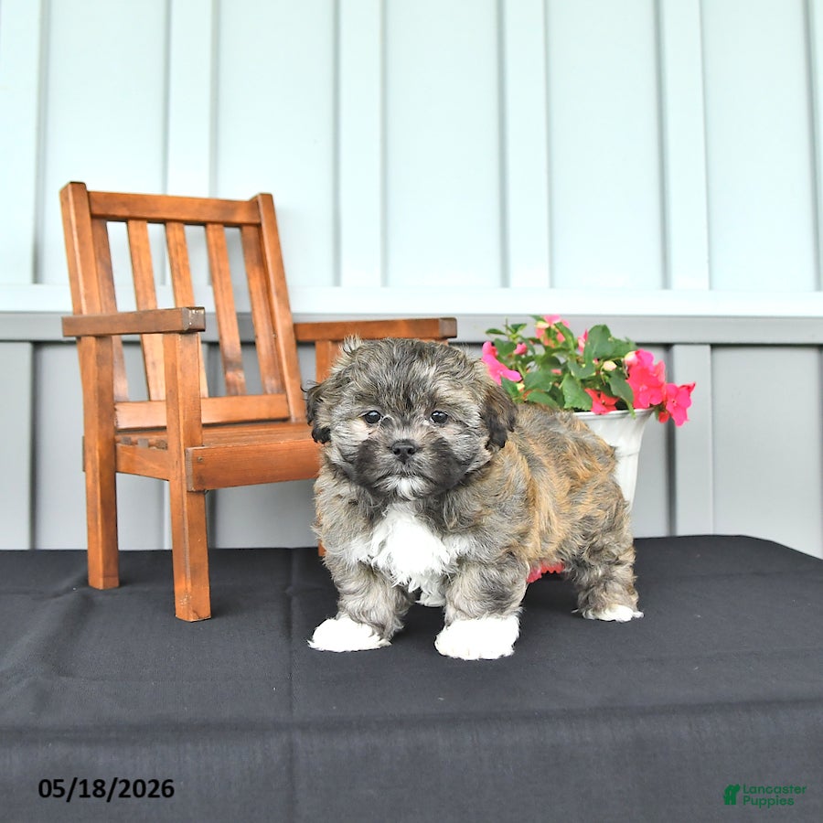 Shihpoo dogs Chloe - Ad 1