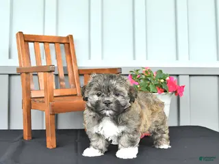 Shihpoo dogs for sale: Chloe - Ad 2