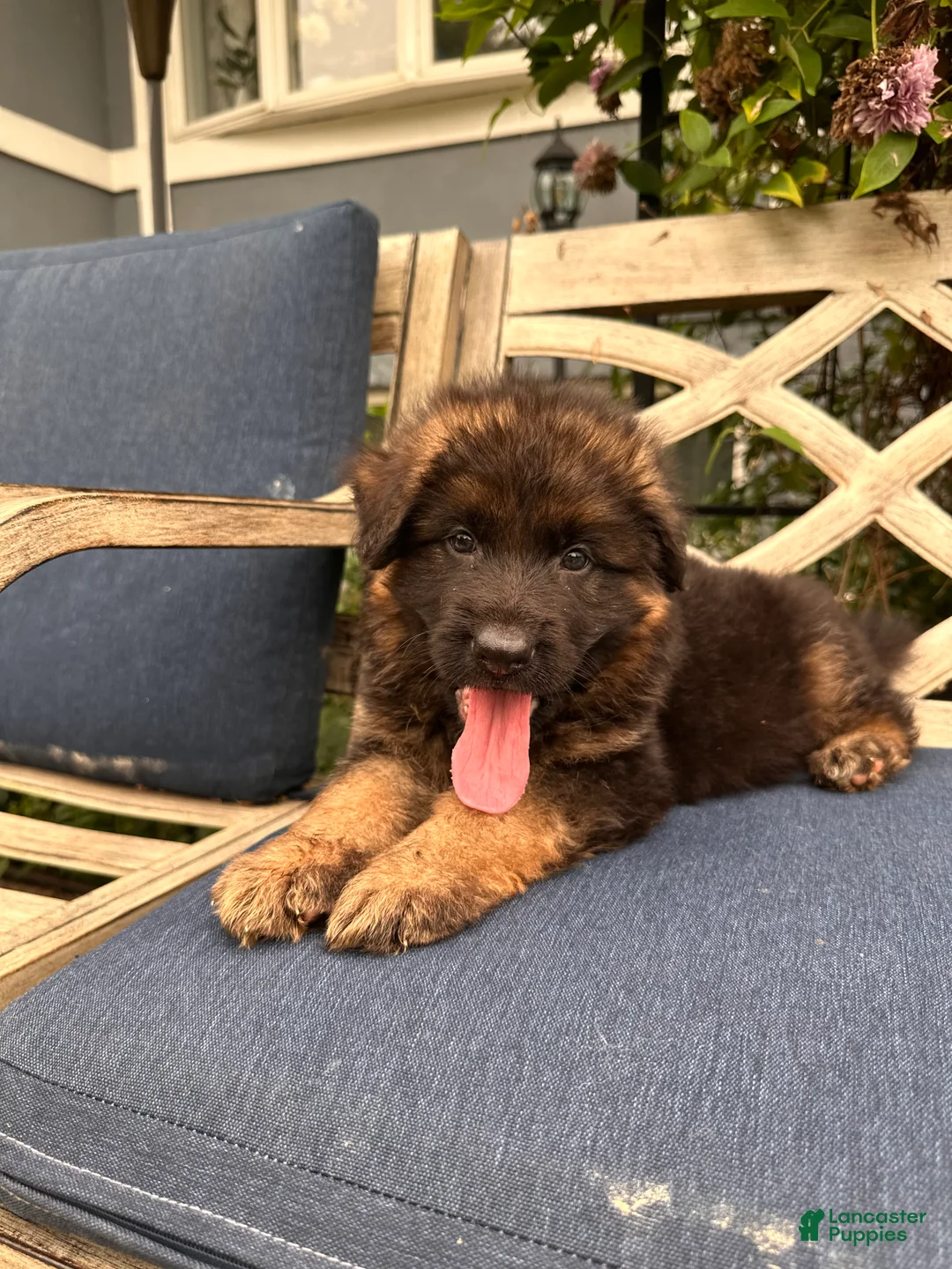 German Shepherd dogs for sale: Jasper - Ad 1