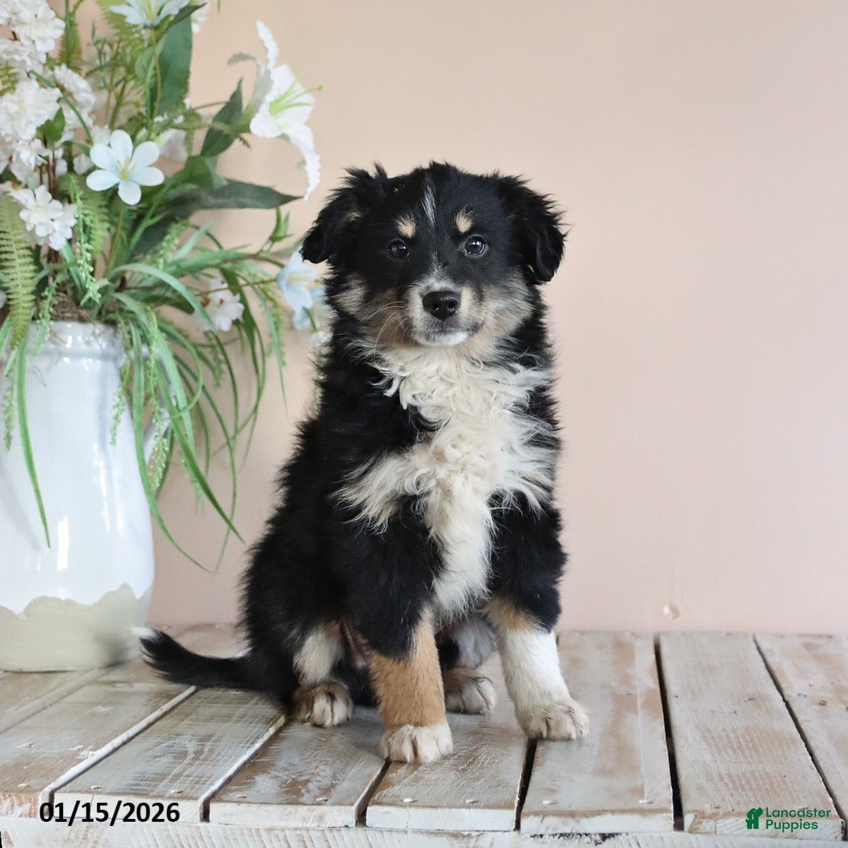 Miniature Australian Shepherd dogs Tootsie - Ad 20