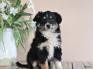Miniature Australian Shepherd dogs Tootsie - Ad 36