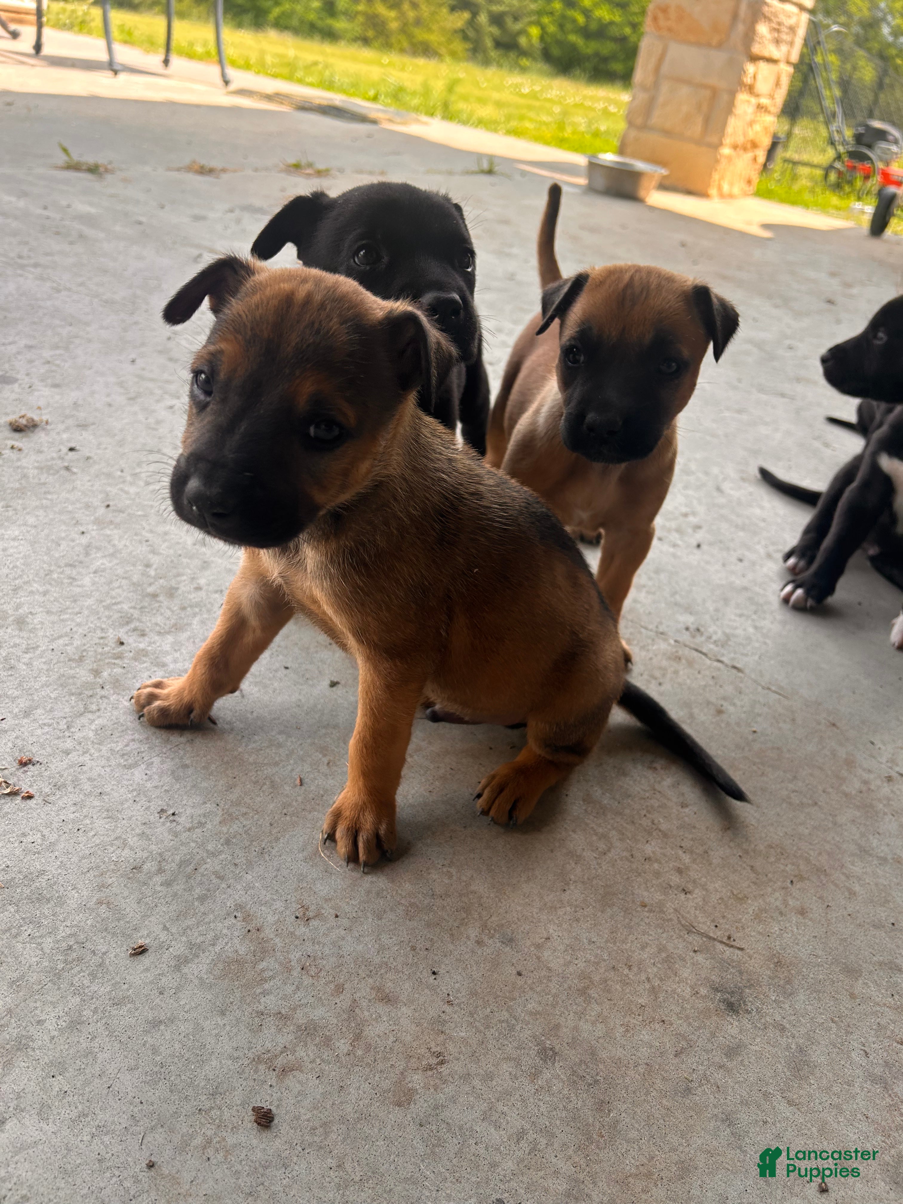 Mixed Breed dogs Mixed Breed Puppy 5 - Ad 1