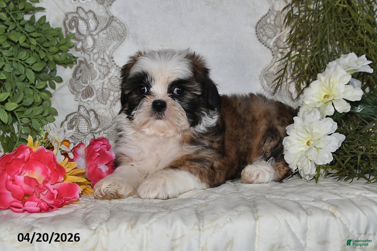 Shih Tzu dogs Chase - Ad 2