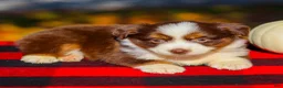 Miniature Australian Shepherd dogs for sale: Aspen - Ad 2