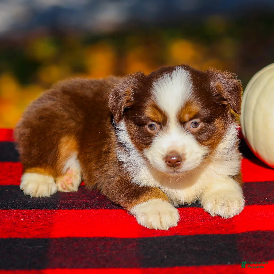 Miniature Australian Shepherd dogs for sale: Aspen - Ad 2