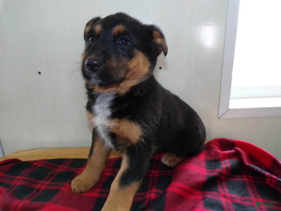 German Shepherd dogs for sale: German Shepherd Puppy 2 Ruth - Ad 2