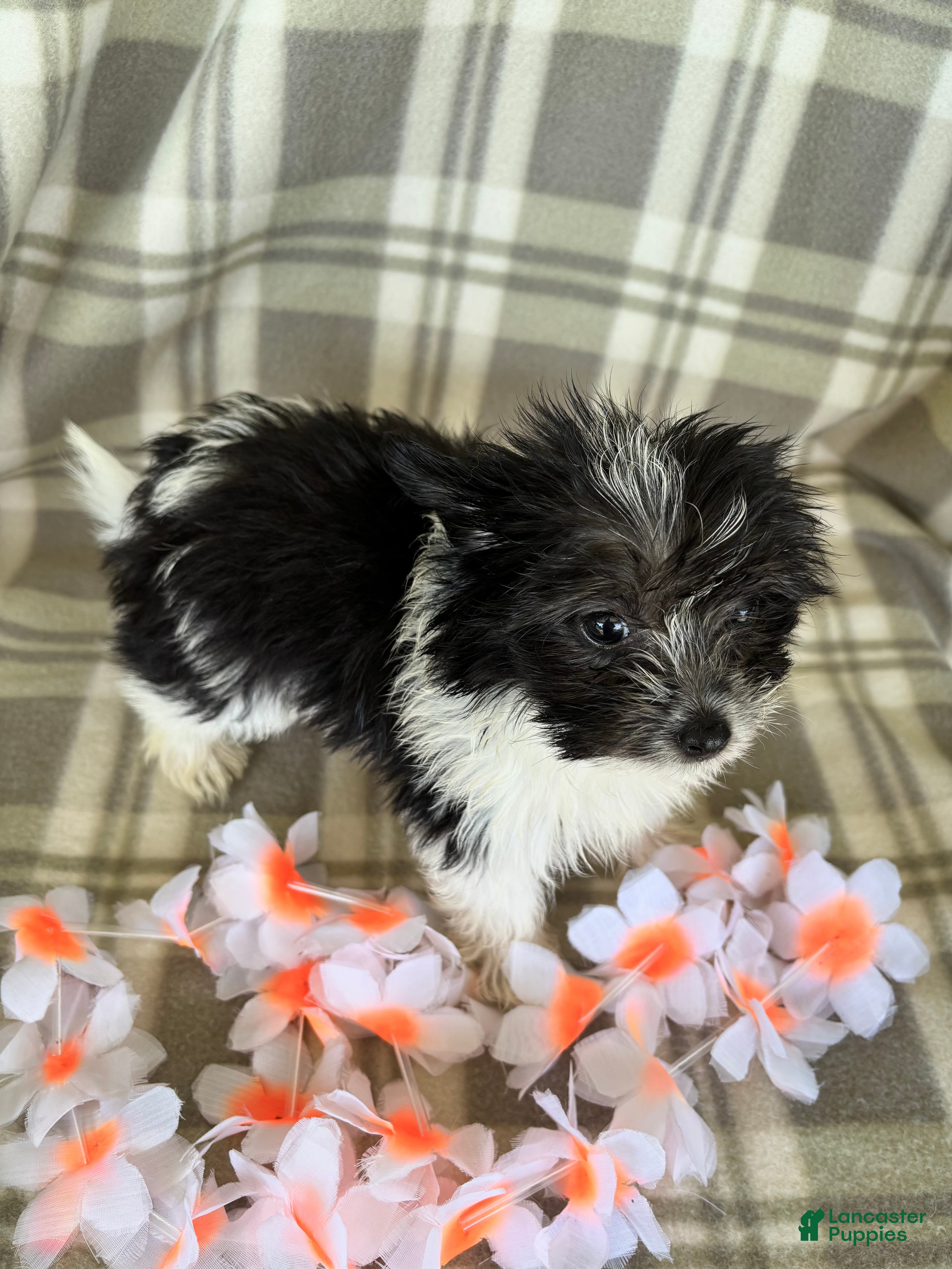 Maltipom dogs Lola - Ad 1