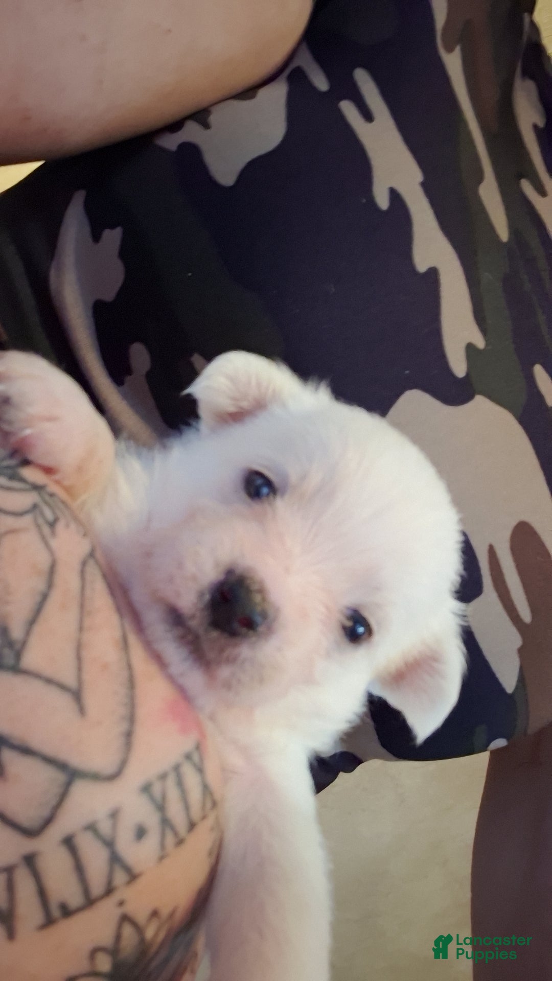 Mixed Breed dogs Mixed Breed 1 - Ad 6