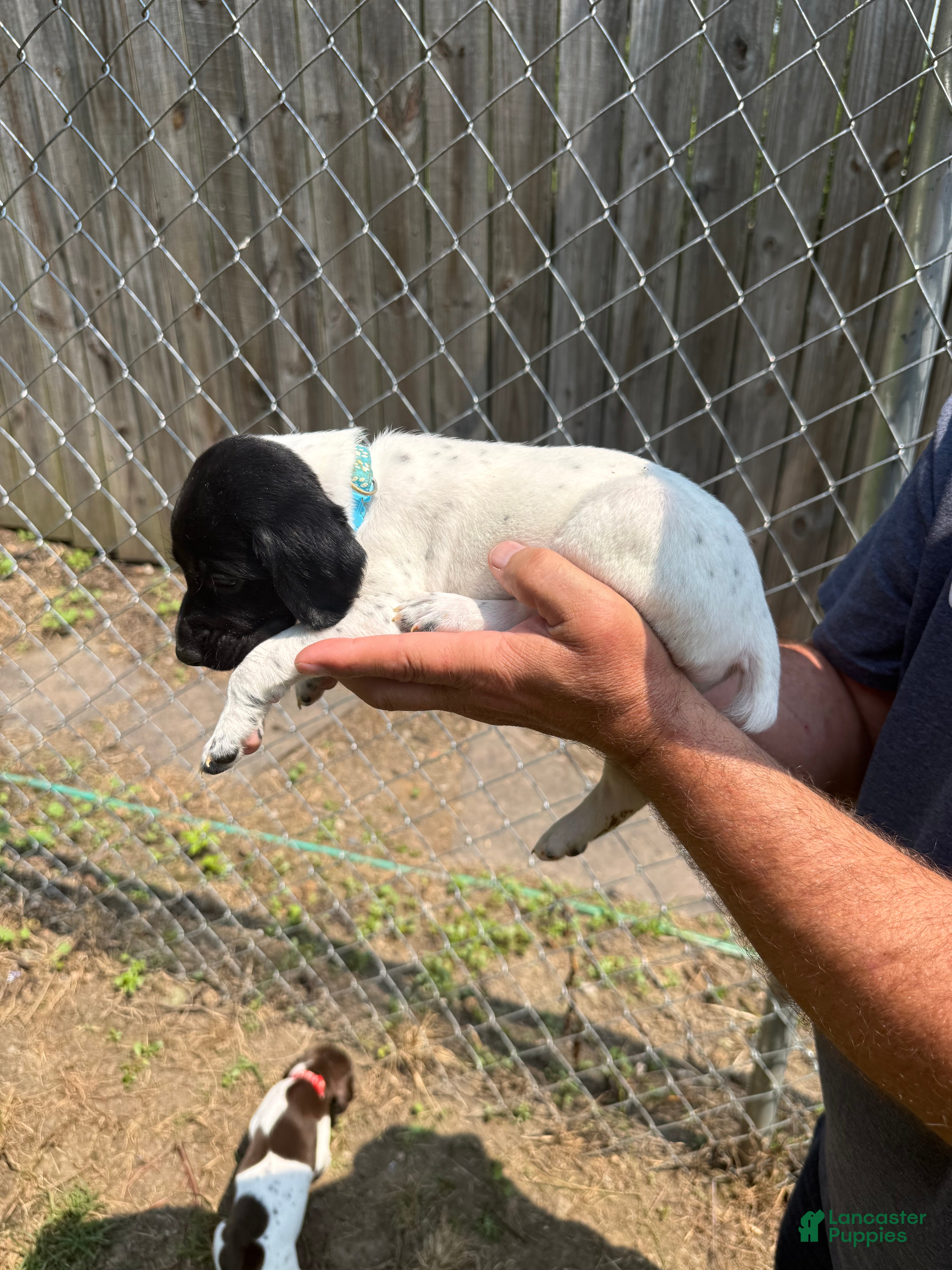 German Shorthaired Pointer dogs Bluey - Ad 13