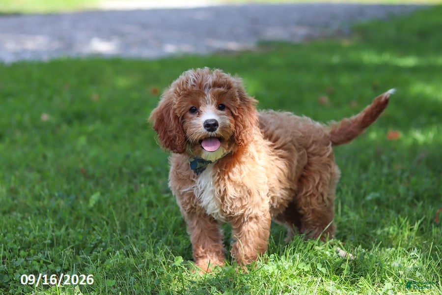 Cavapoochon dogs Stetson - Ad 2