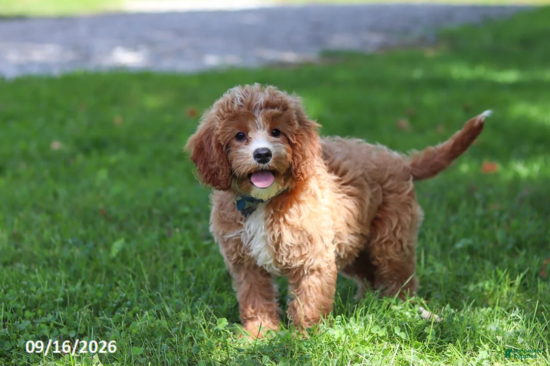 Cavapoochon dogs for sale: Stetson - Ad 2