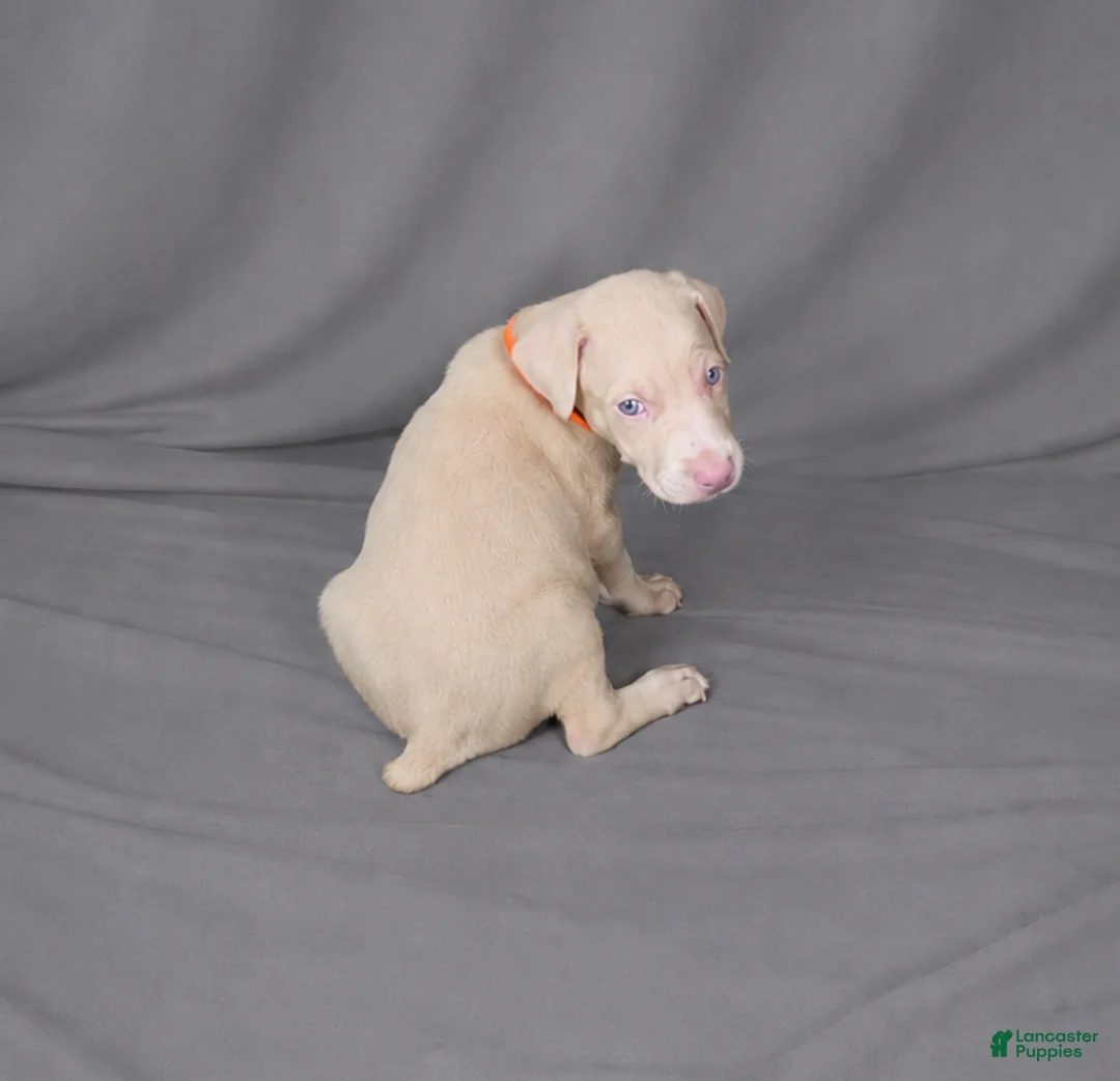 Doberman Pinscher dogs for sale: Imperius - Ad 2