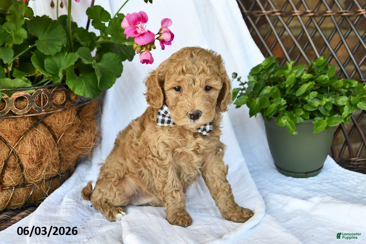 Mini Goldendoodle dogs for sale: Mimi - Ad 4