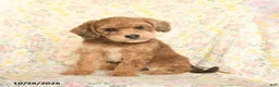 Mini Goldendoodle dogs for sale: Orpha  - Ad 4