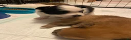 Pomeranian dogs for sale: Pomeranian 1 - Ad 5