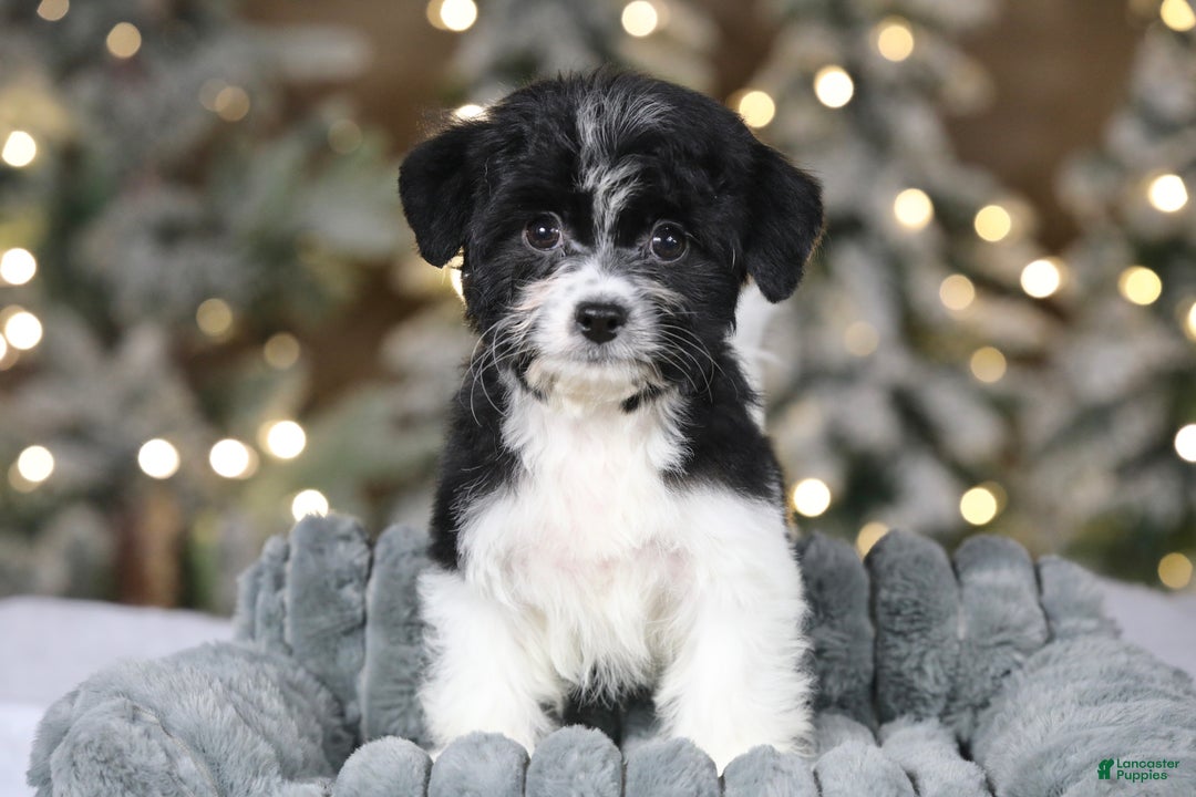 Teddy Bear dogs for sale: Noelle - Ad 5