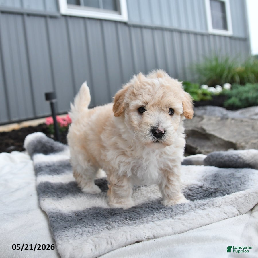 Bichpoo dogs Julio - Ad 1