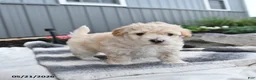 Bichpoo dogs for sale: Julio - Ad 1