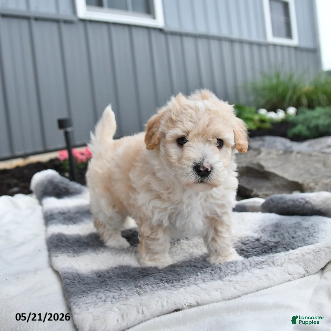 Bichpoo dogs for sale: Julio - Ad 1