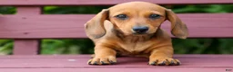 Miniature Dachshund dogs for sale: Sasha 🩷 - Ad 12