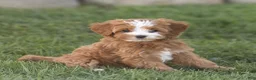 Mini Goldendoodle dogs for sale: Lilly Miniature Goldendoodle  - Ad 4