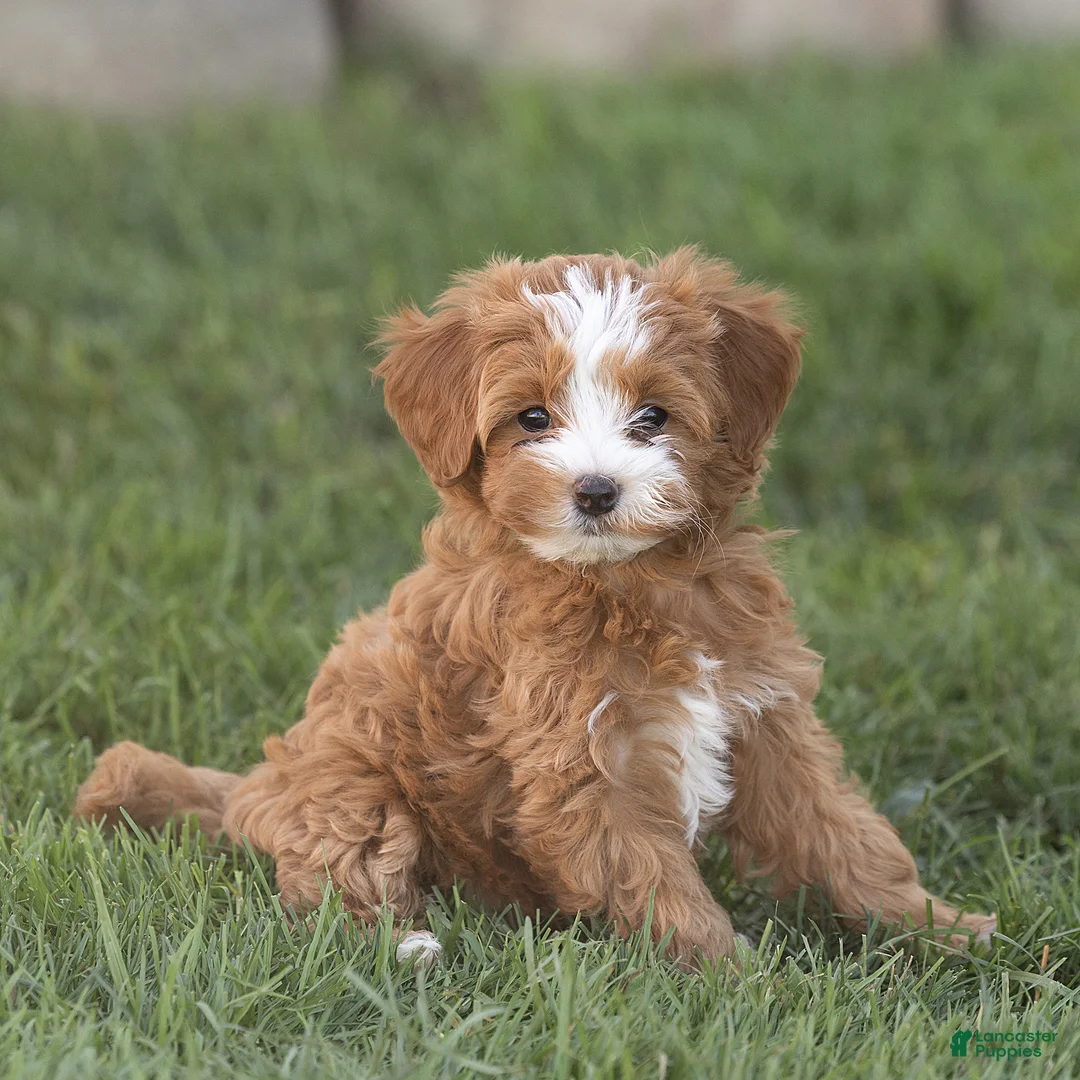 Mini Goldendoodle dogs for sale: Lilly Miniature Goldendoodle  - Ad 4