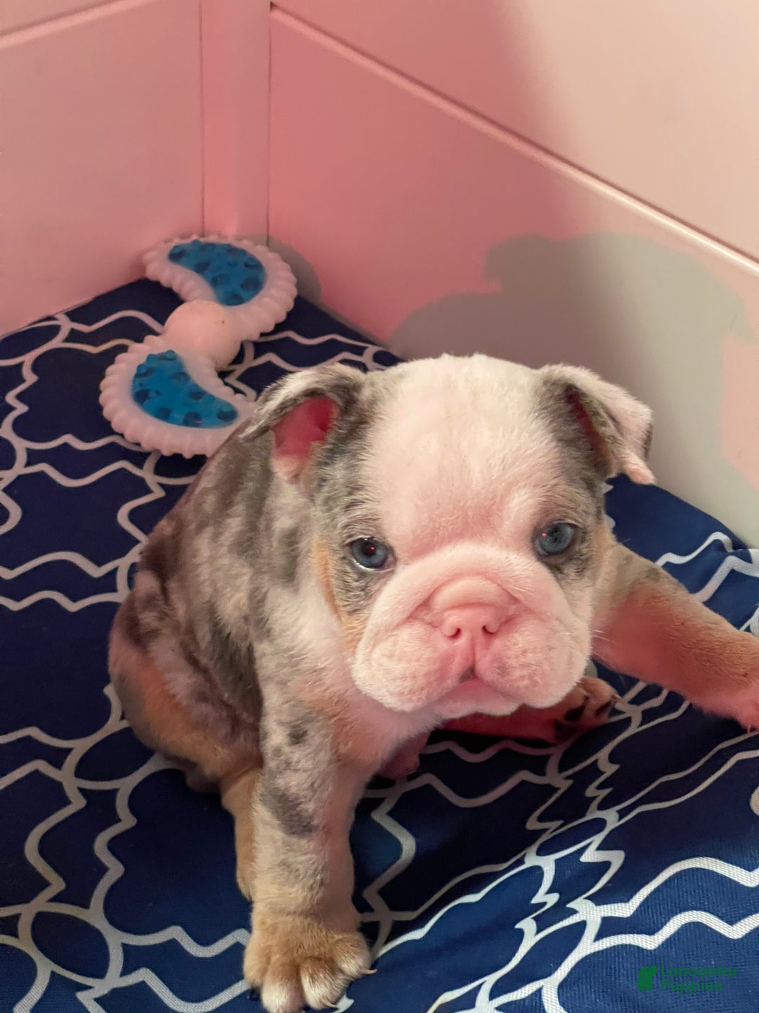 English Bulldog dogs for sale: English Bulldog Puppy 5 - Ad 9