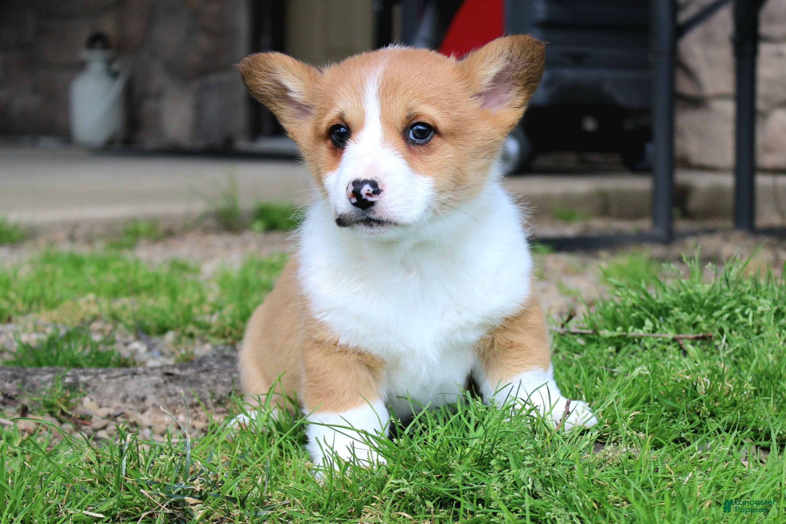 Welsh Corgi Pembroke dogs Denver - Ad 1