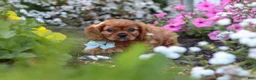 Cavalier King Charles Spaniel dogs for sale: Holden - Ad 5