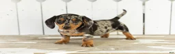 Miniature Dachshund dogs for sale: Otis  - Ad 2