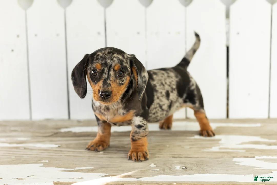 Miniature Dachshund dogs for sale: Otis  - Ad 2