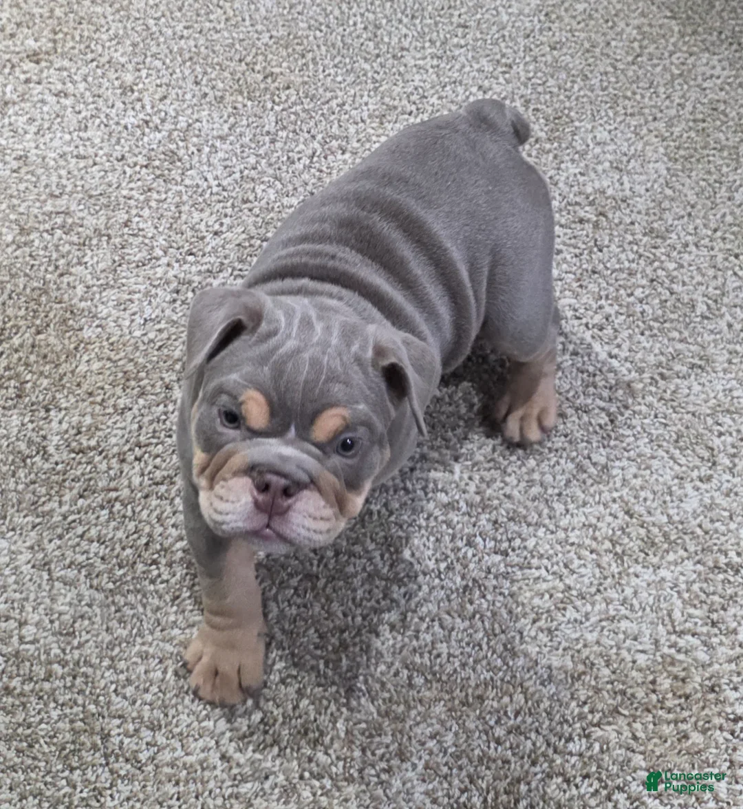 English Bulldog dogs for sale: Caroline - Ad 2