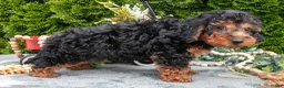 Shorkie dogs for sale: Carol - Ad 3