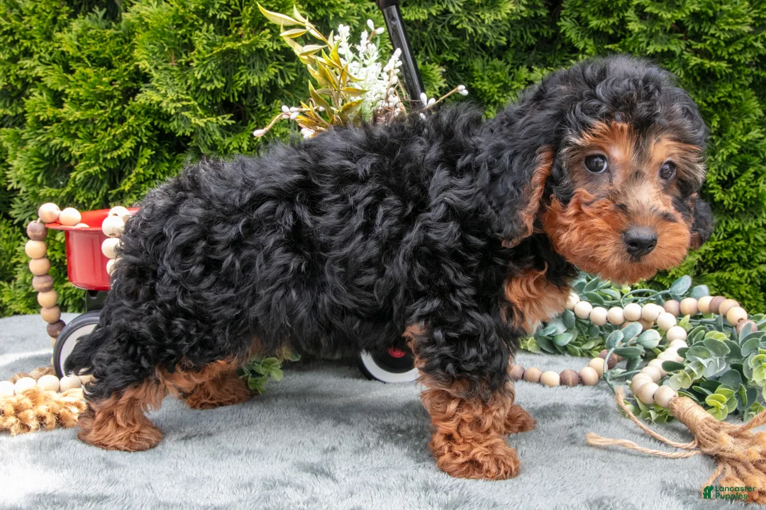 Shorkie dogs for sale: Carol - Ad 3