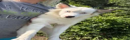 Pomsky dogs for sale: Prince  - Ad 3