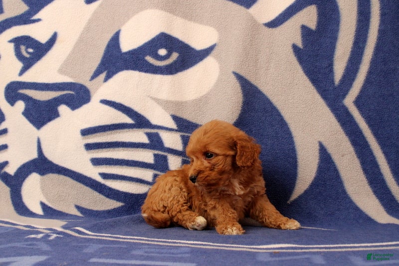 Mini Goldendoodle dogs Usman - Ad 2