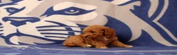 Mini Goldendoodle dogs for sale: Usman - Ad 2