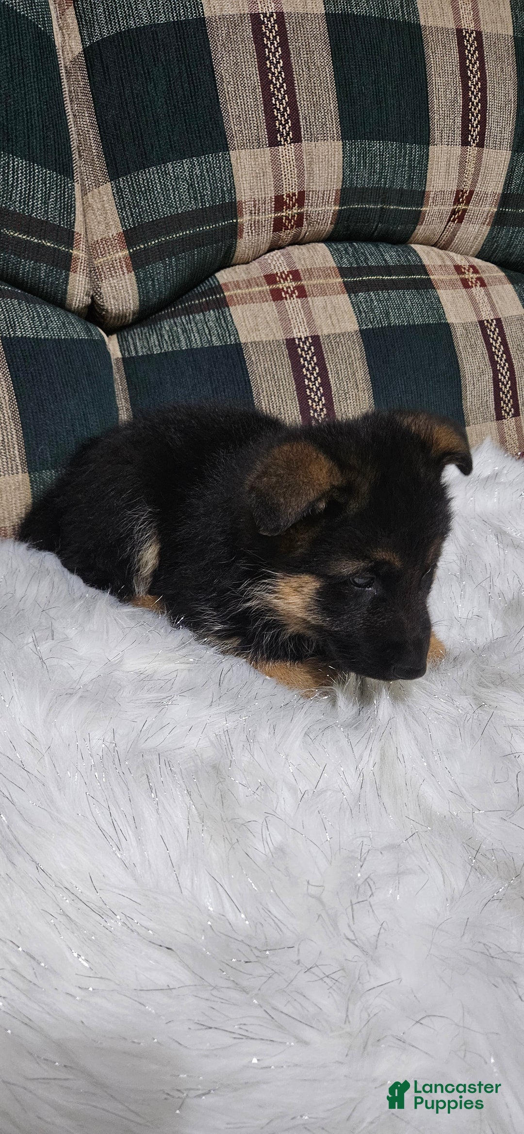 German Shepherd dogs for sale: Sabrina  - Ad 5