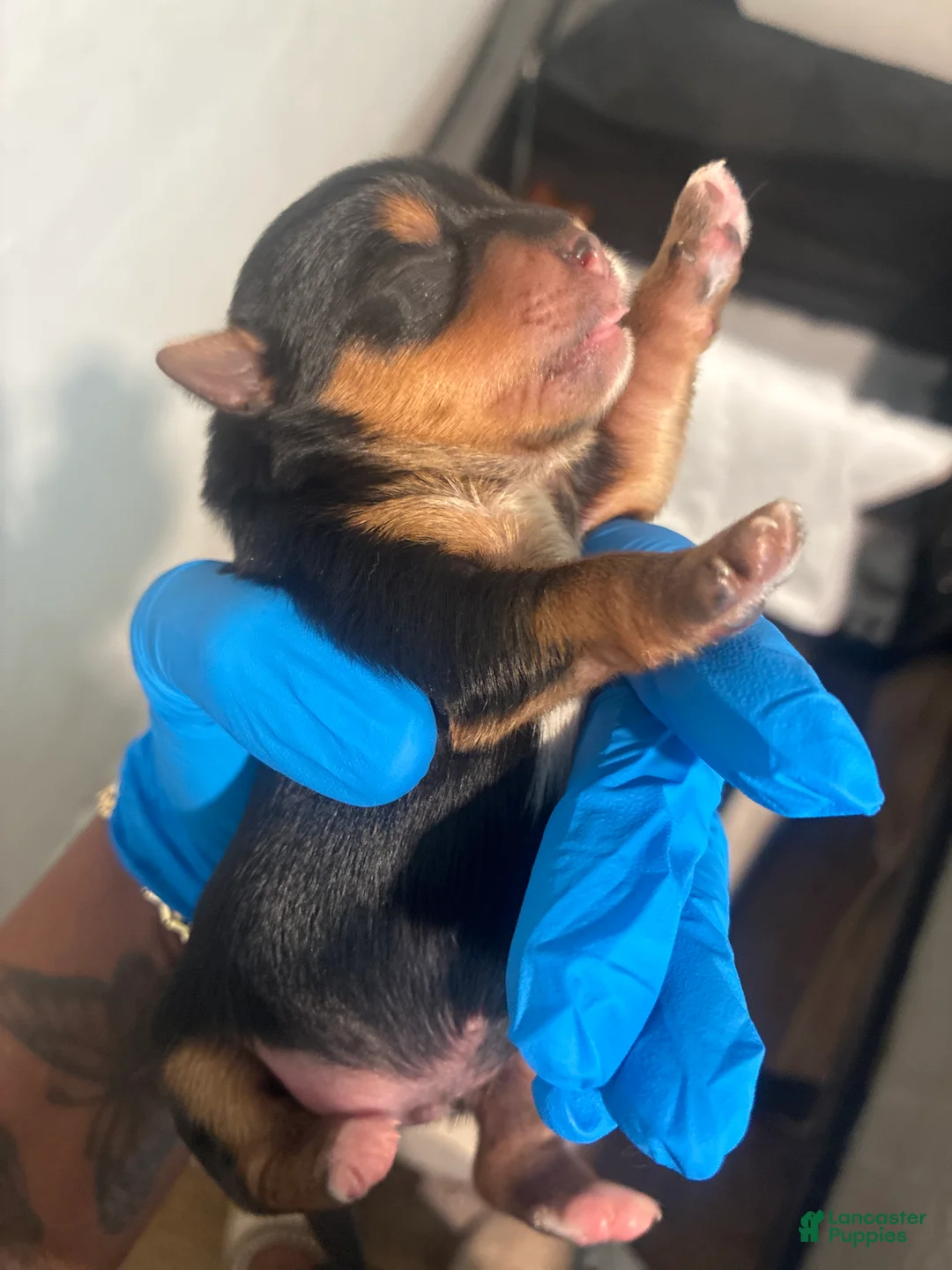 Yorkshire Terrier dogs for sale: Yorkshire Terrier Puppy 2 - Ad 1