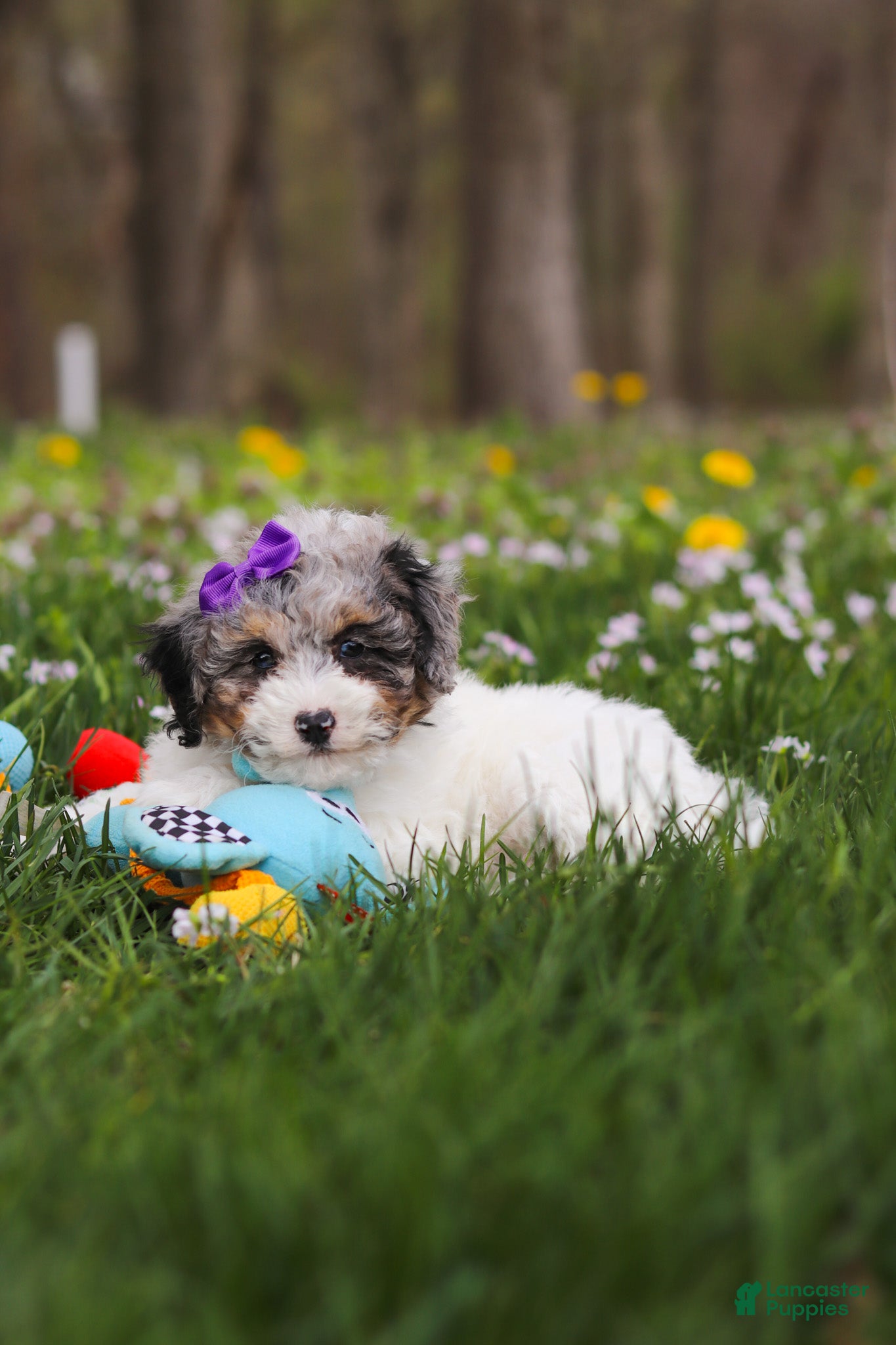 Bichpoo dogs Mindy - Ad 2