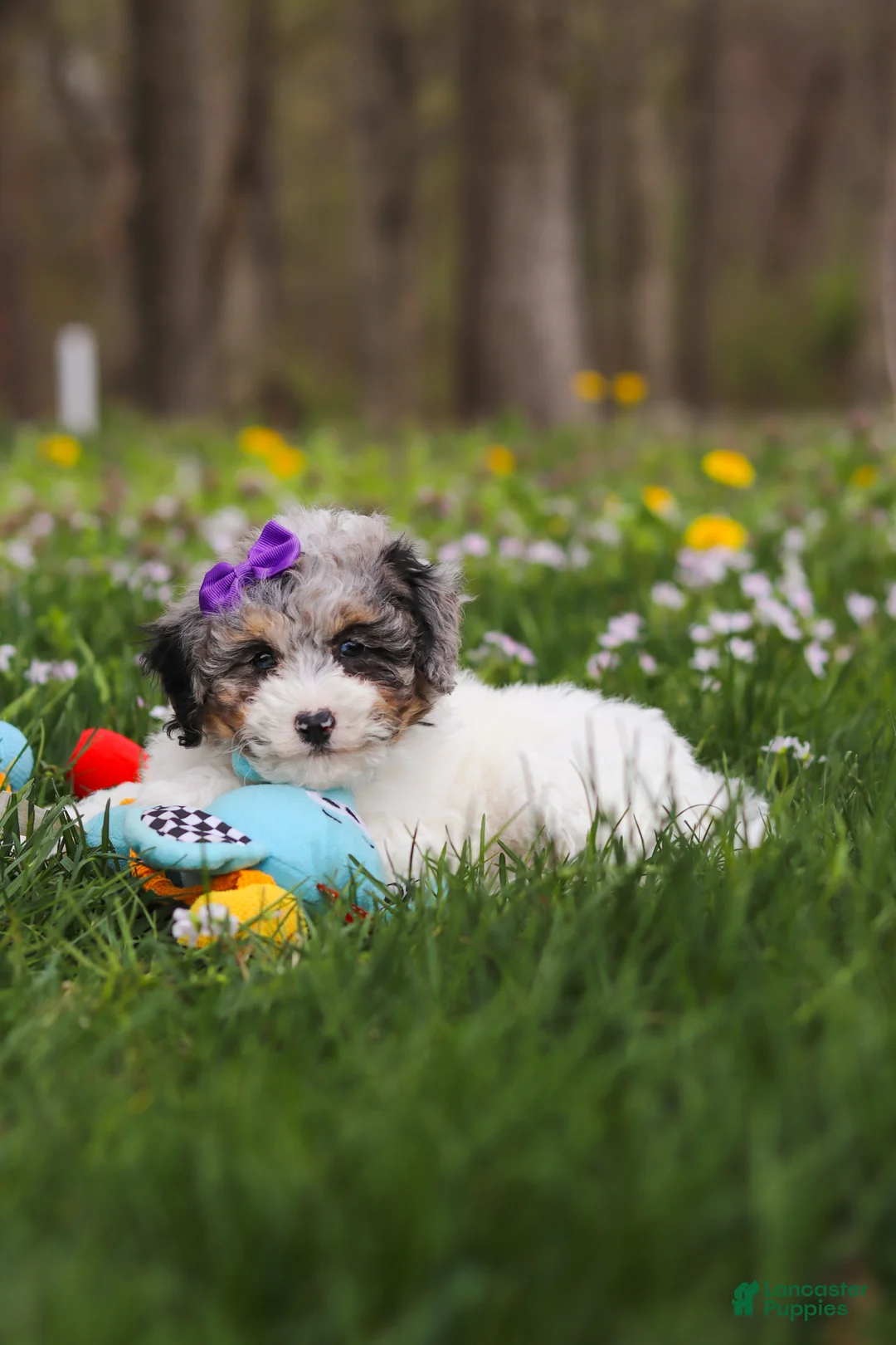 Bichpoo dogs for sale: Mindy - Ad 2