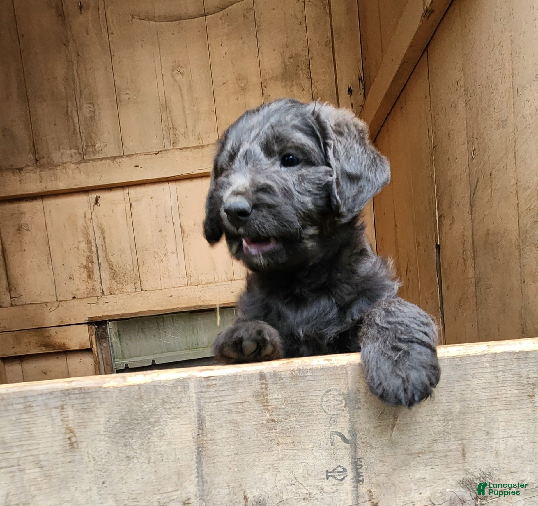 Labradoodle dogs Mr Blue/Green - Ad 2