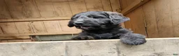 Labradoodle dogs for sale: Mr Blue/Green - Ad 2